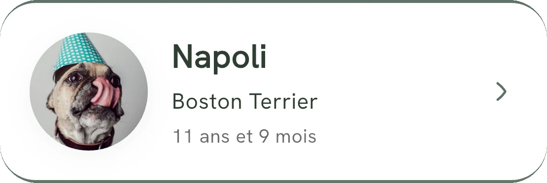 La fiche de Napoli : boston terrier, 11 ans et 9 mois, avec sa photo.