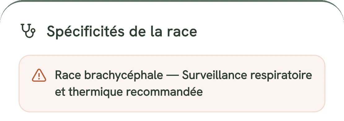 Carte « Spécificités de la race » : « Race brachycéphale — Surveillance respiratoire et thermique recommandée ».